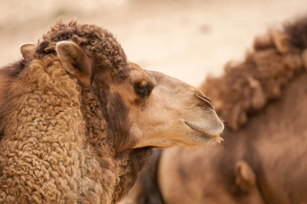 Camelus — Φωτογραφία Αρχείου