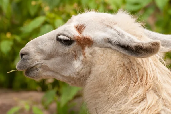 Rahip glama, lama guanicoe f. glama — Stok fotoğraf