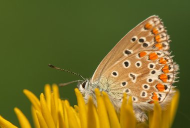 Polyommatus icarus