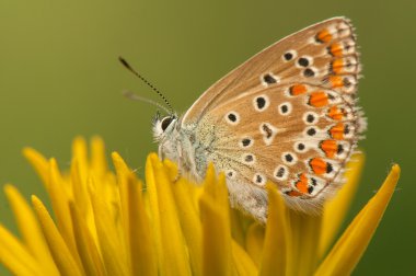 Polyommatus icarus