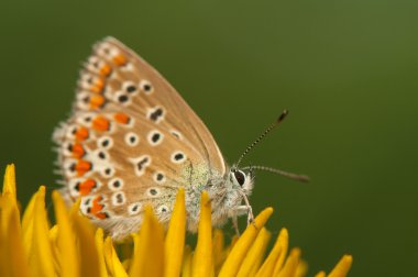 Polyommatus icarus