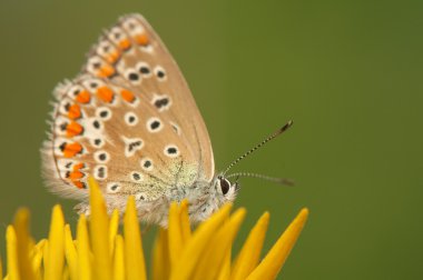 Polyommatus icarus