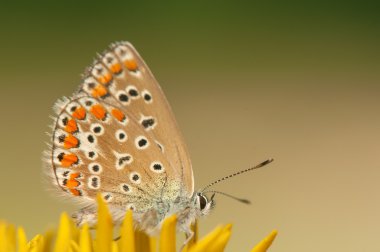 Polyommatus icarus