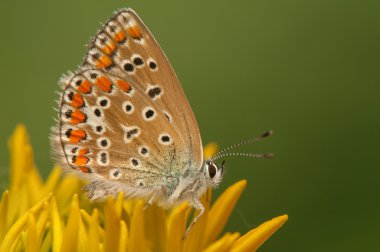 Polyommatus icarus