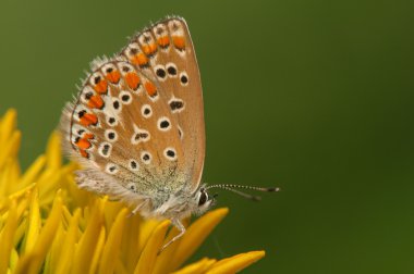 Polyommatus icarus