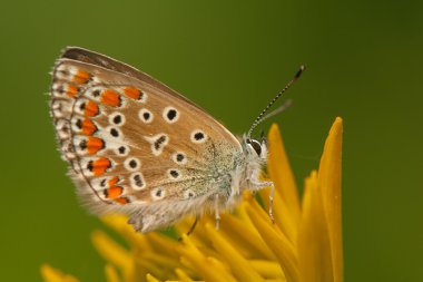 Polyommatus icarus