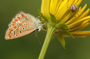 Polyommatus icarus ve metellina segmentata
