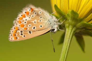 Polyommatus icarus