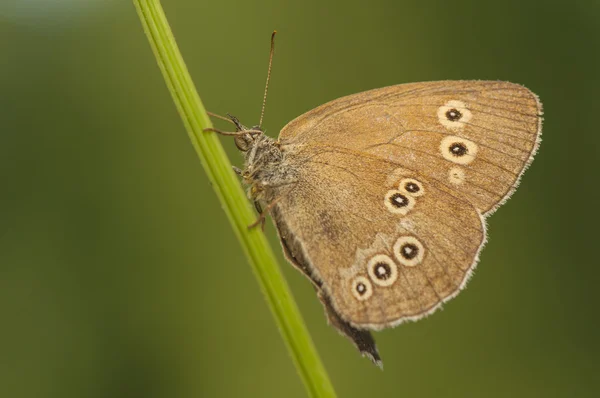 Aphantopus hyperantus — Zdjęcie stockowe