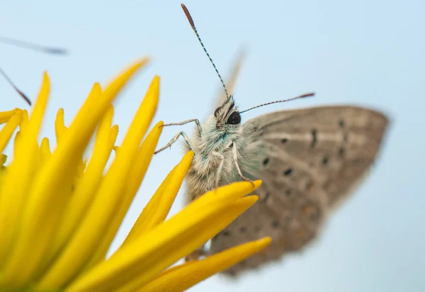 Poliommatus icarus — Zdjęcie stockowe