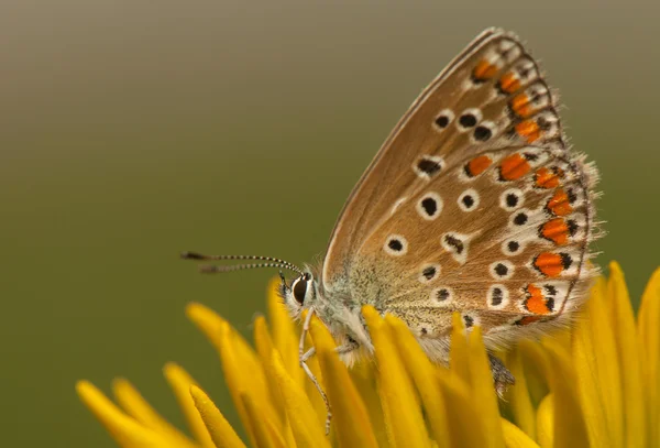 Polyommatus icarus — Stock Photo, Image