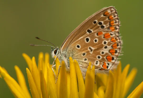 Polyommatus icarus — Stock Fotó