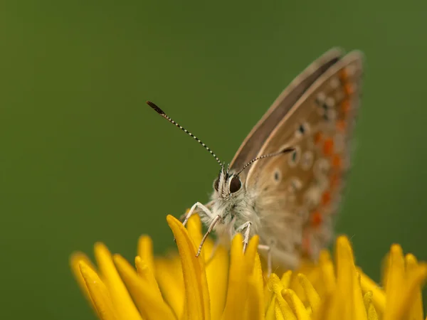 Poliommatus icarus — Zdjęcie stockowe