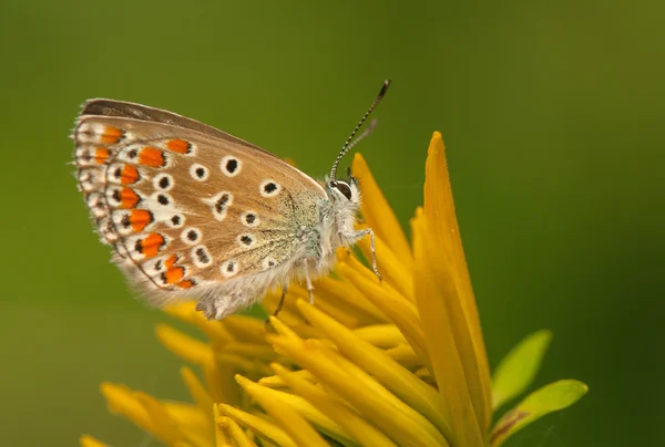 Poliommatus icarus — Zdjęcie stockowe