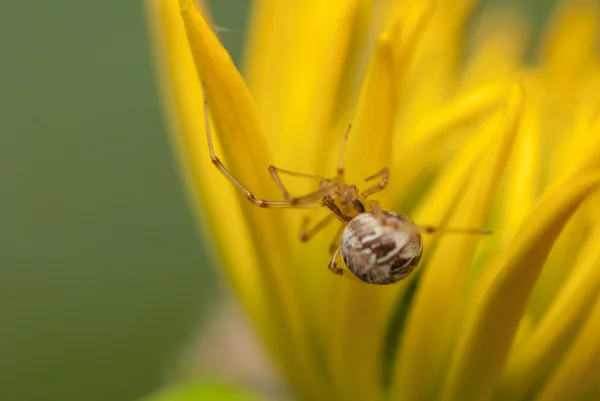 Metellina segmentata — 图库照片