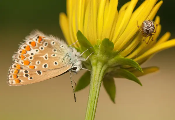 Polyommatus icarus a metellina segmentata — Stock fotografie