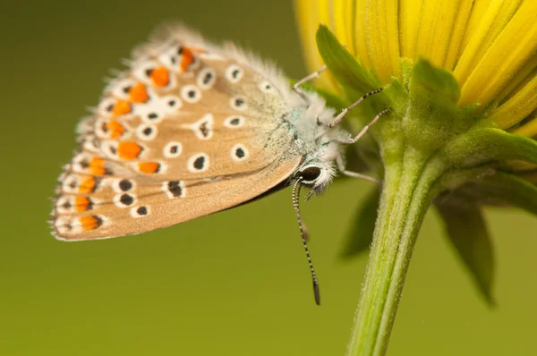 Polyommatus icarus — Stock fotografie