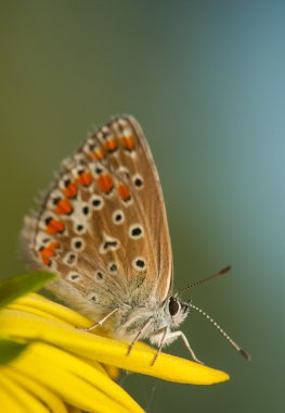 Polyommatus icarus