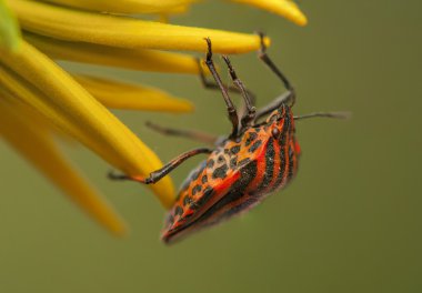 graphosoma lineatum