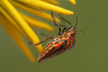 graphosoma lineatum