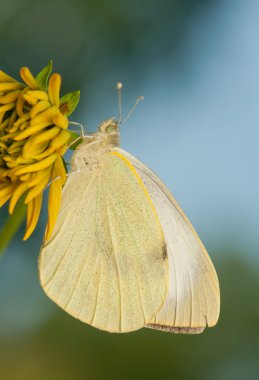 Pieris brassicae