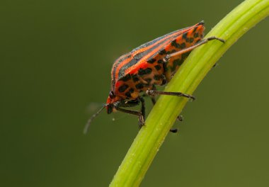 graphosoma lineatum