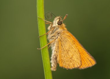 Ochlodes sylvanus