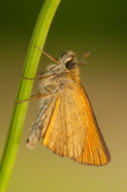 Ochlodes sylvanus