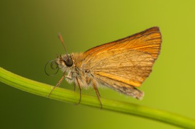 Ochlodes sylvanus