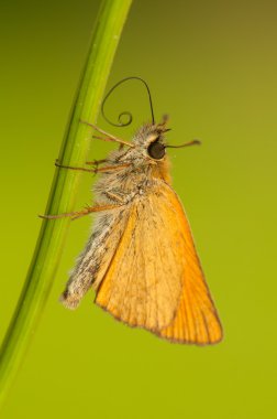 Ochlodes sylvanus