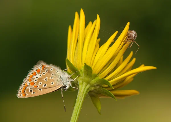 Polyommatus icarus és Metellina segmentata — Stock Fotó