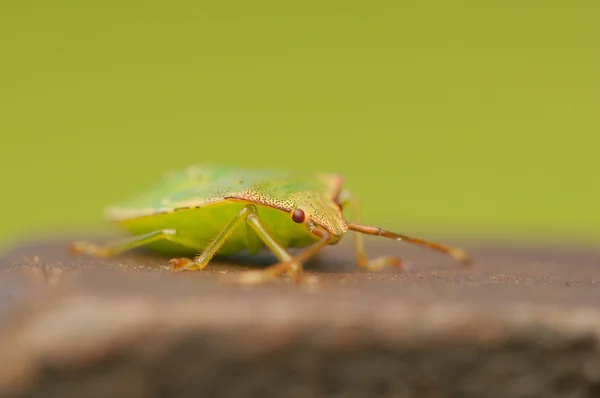 Palomena larva de prasina — Fotografia de Stock