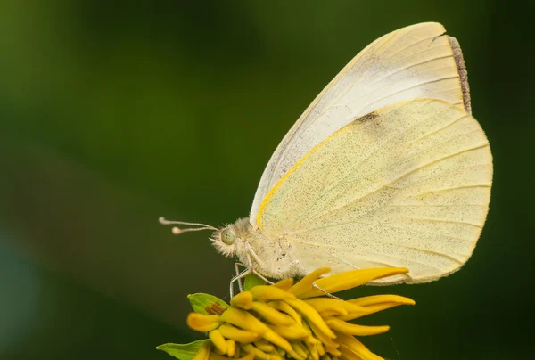 Pieris brassicae — Stock Photo, Image