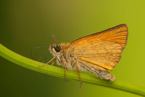 Ochlodes sylvanus — Stockfoto