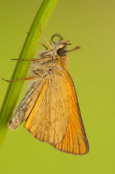 Ochlodes sylvanus — Stok fotoğraf