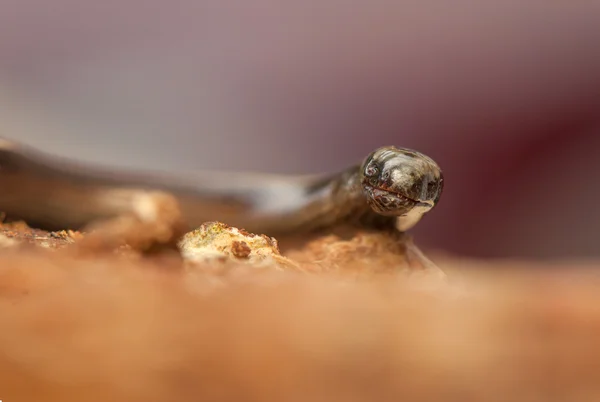 Anguis fragilis — Fotografia de Stock