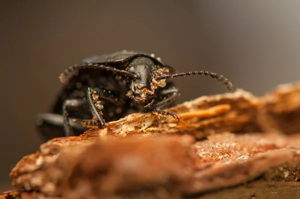 Silpha carinata — Foto de Stock