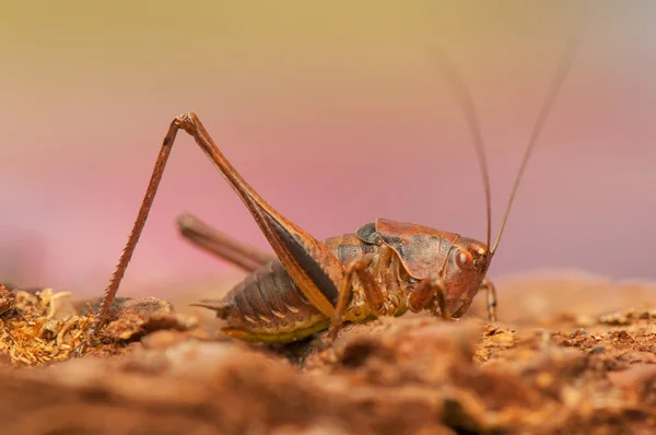 Pholidoptera griseoaptera — Zdjęcie stockowe