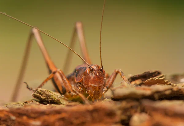 Pholidoptera griseoaptera — Stockfoto