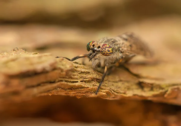 Hematopota pluvialis —  Fotos de Stock