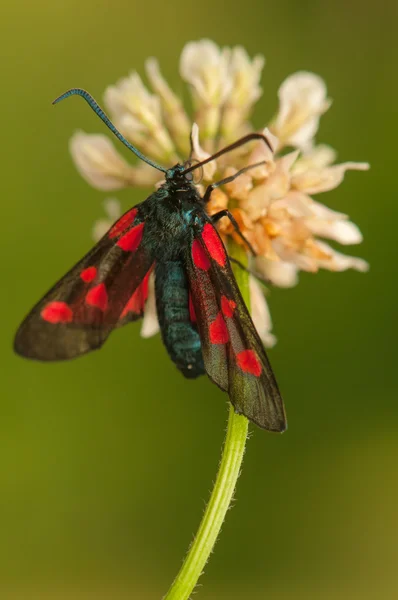 Zygaena lonicer — Stockfoto