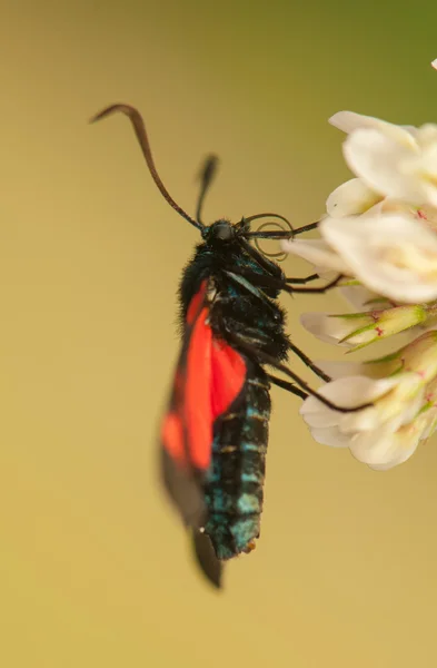 Zygaena lonicer — Stockfoto