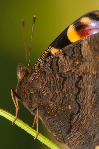 Inachis io — Stockfoto