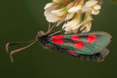 Zygaena lonicerae