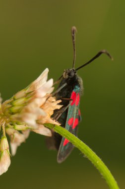 Zygaena lonicerae