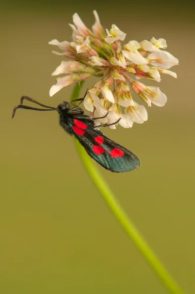 Zygaena lonicerae — Stock fotografie