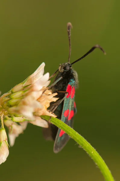 Zygaena lonicerae — Foto de Stock