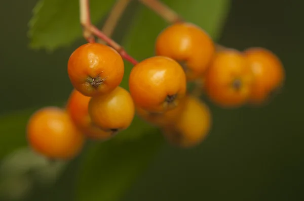 Sorbus fruit — Stock Photo, Image