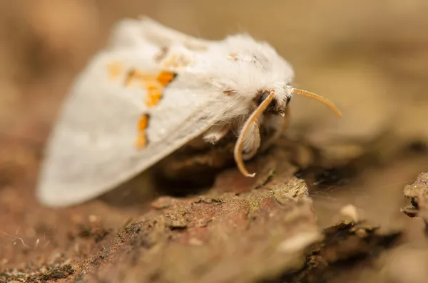 Leucodonta bicoloria — Foto de Stock