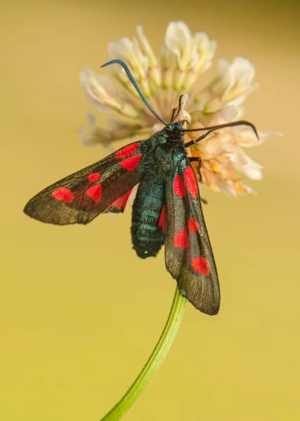 Zygaena lonicerae — Stock Photo, Image